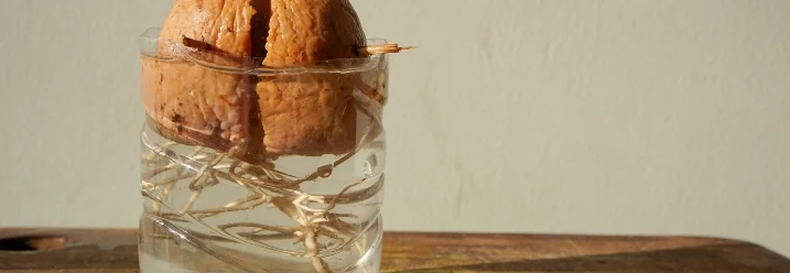 Avocadokern wurzelt in Wasserglas
